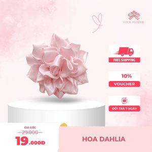 Hoa Dahlia