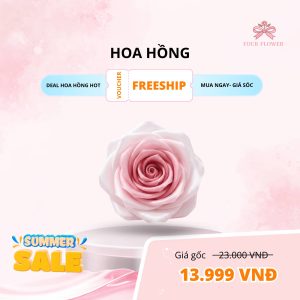Hoa Hồng